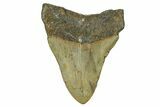 Fossil Megalodon Tooth - North Carolina #370213-2